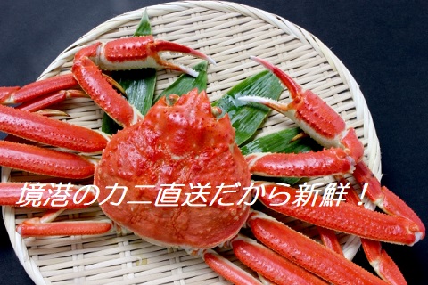 境い港で水揚げのズワイガニカニ